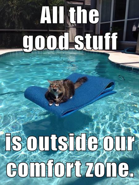 cat on float in swimming pool